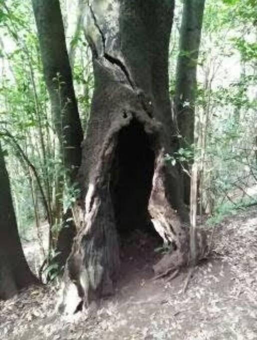 Monte Verde Chinamada Bagian luar foto